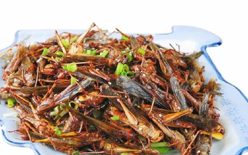 蝗虫的营养及药用价值,哪个品种蝗虫有药用价值