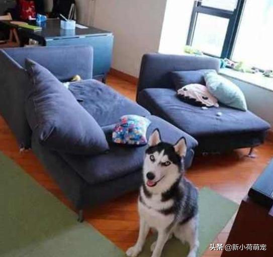 花500块买纯种哈士奇,对方却多送个平底锅?第二天才知道原因