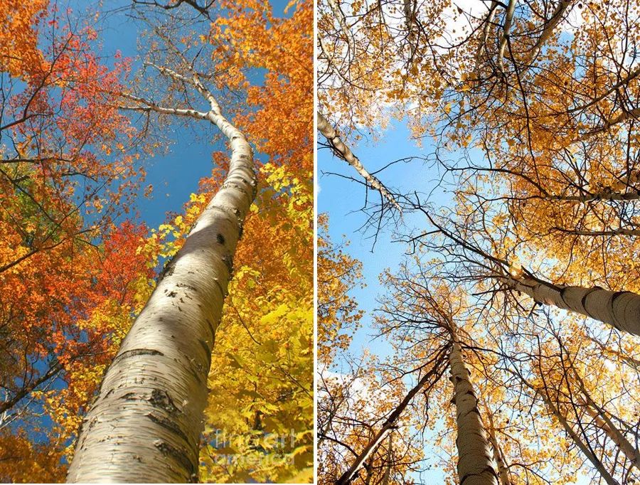 儿童画花丛画法高级感,水洼怎么画简单又漂亮儿童画