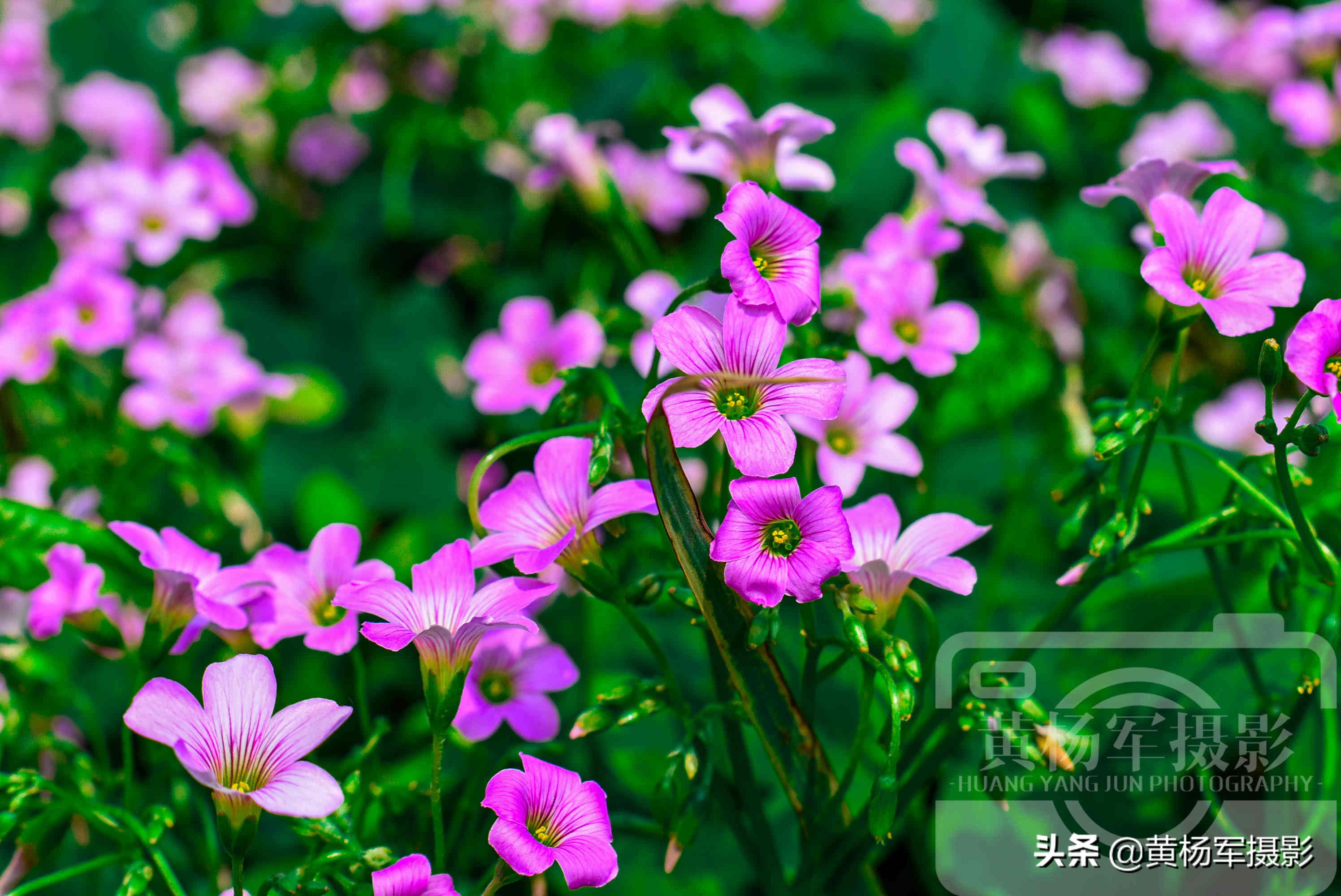阳光下美丽的鸡冠花,阳光下美丽的花儿图片