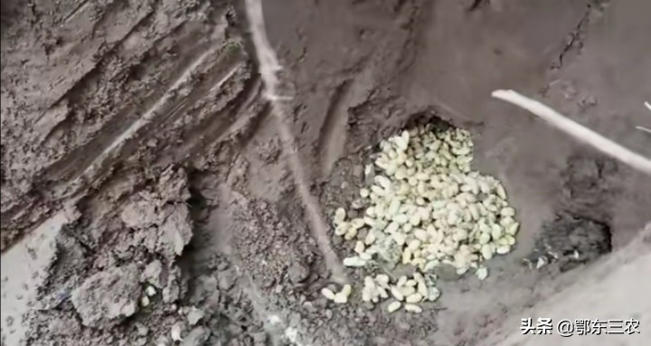 野生老鼠的危害,大豆寄生老鼠