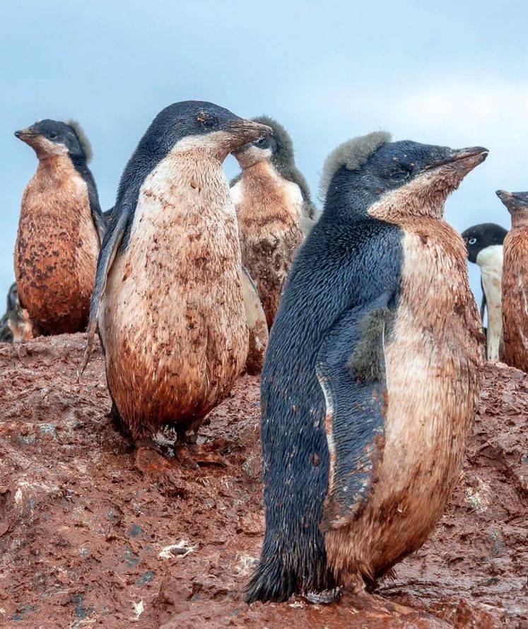 地球妈妈生病了故事,地球变暖冰川融化企鹅