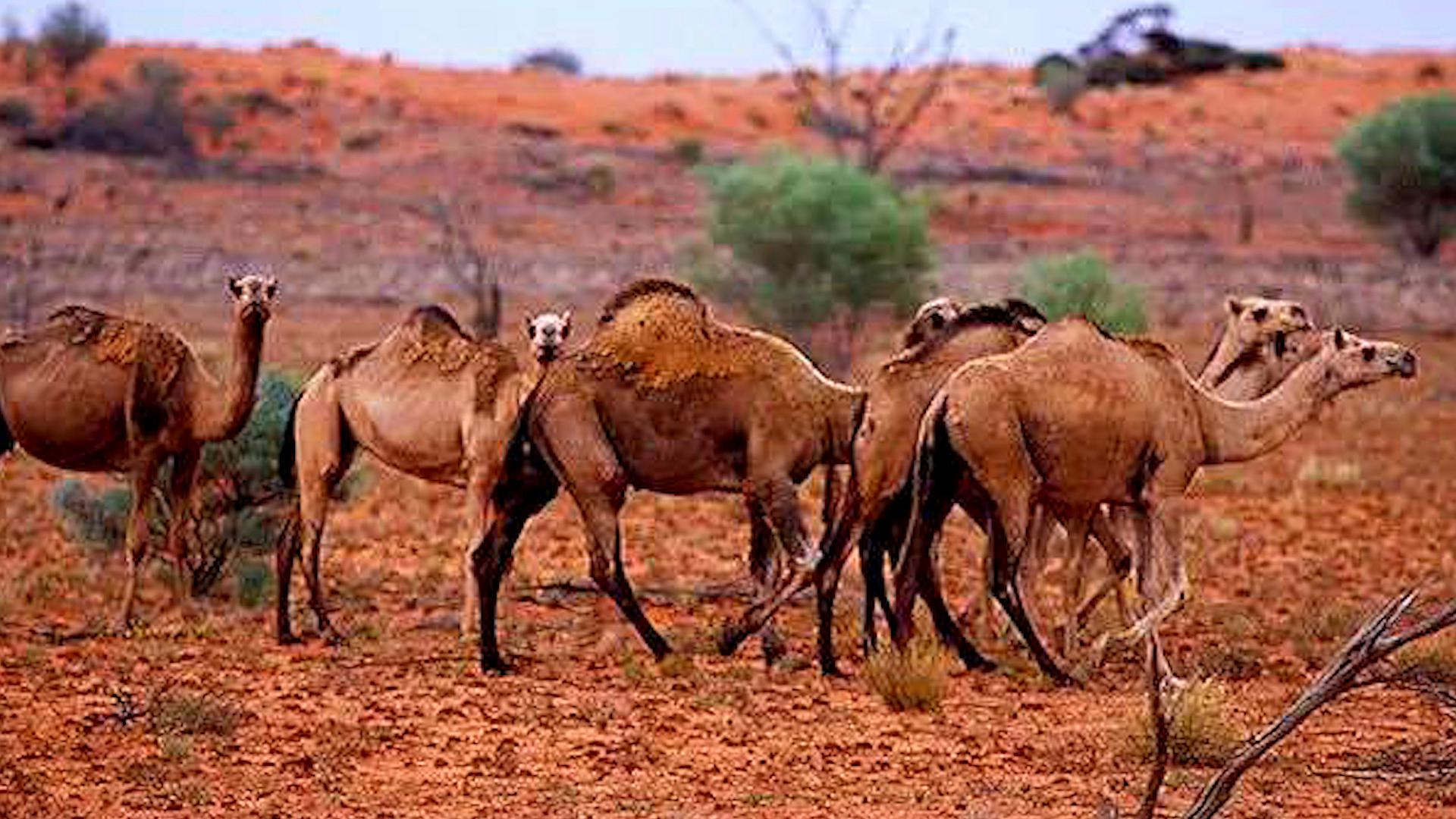 骆驼在澳洲泛滥成灾的原因是什么,澳大利亚为什么不可以养骆驼