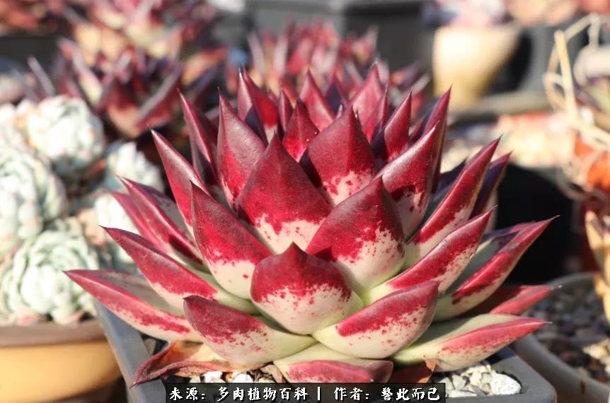 小警察的乌木：红与黑的霸气之美！