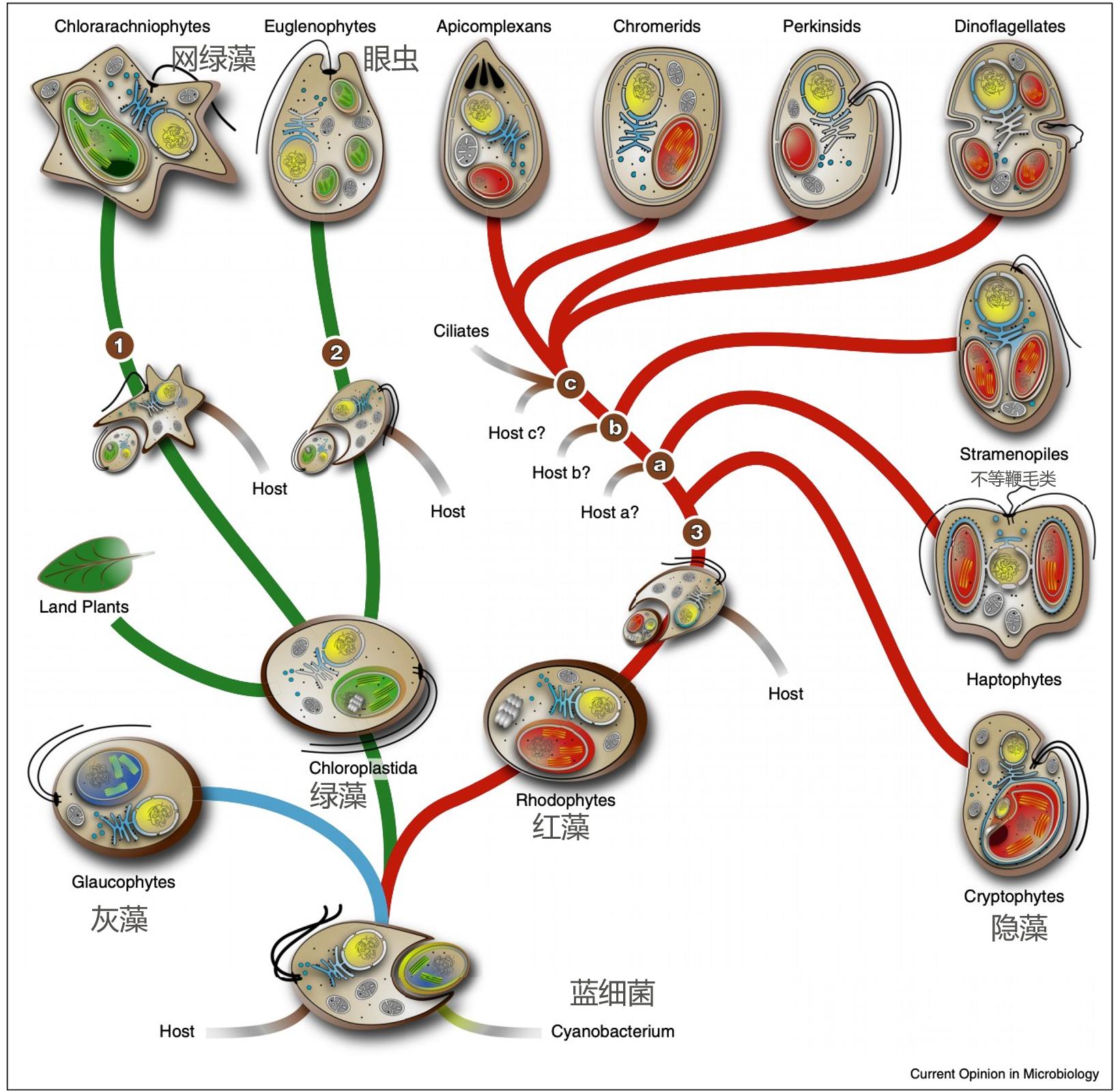 蓝藻这么复杂是如何诞生的,蓝藻有多伟大