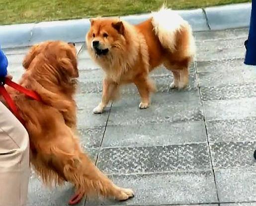 金毛比较温顺,金毛温顺嘛