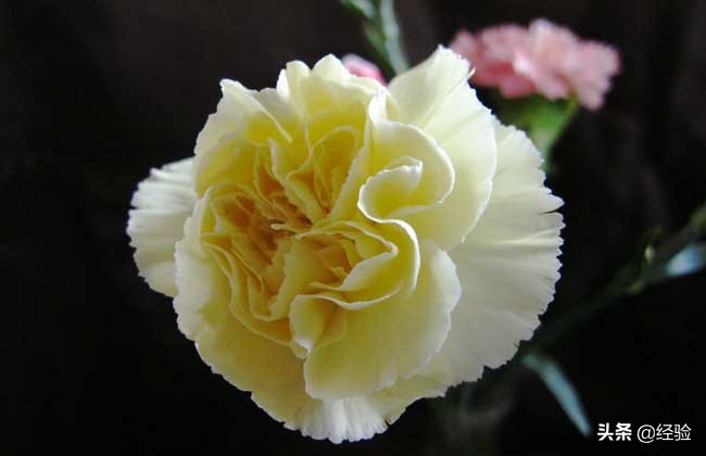 康乃馨的繁殖方法,康乃馨的繁殖方法和注意事项