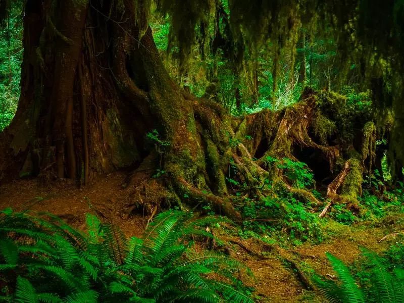 奇楠是否名贵,世界顶级奇楠值多少钱