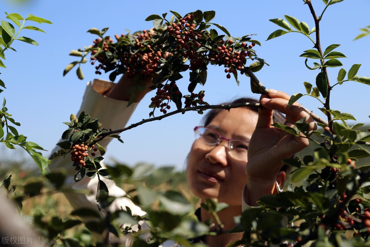 在家靠谱的宝妈创业项目不愁销路,宝妈短视频创业干货分享热门项目