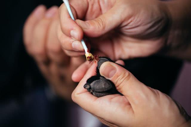 狗狗指甲剪到什么程度才能不抓人,把狗狗的指甲剪了会对它有影响吗