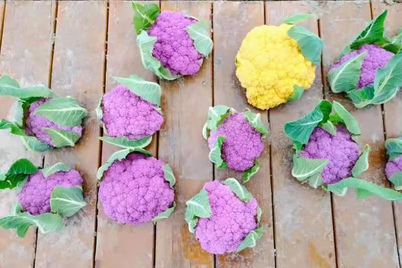 “你是不是给老天爷打电话了!”信息技术让农业“聪明”起来