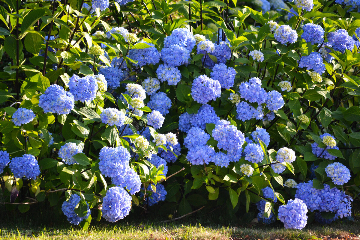 都说它们是“花园三宝”,我却觉得是“花园三坑”,你觉得呢