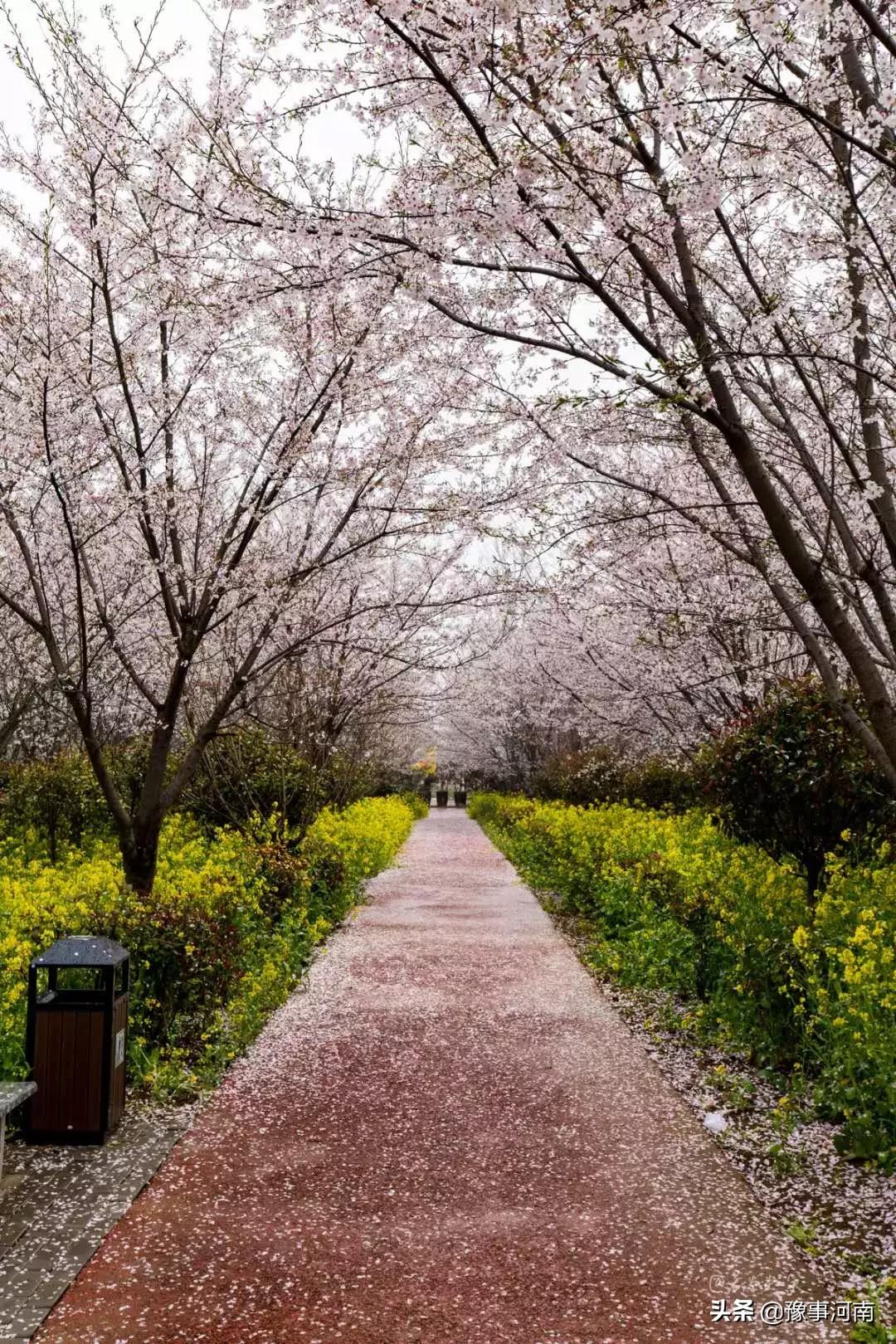 河南许昌樱花景点,许昌樱花最美的地方