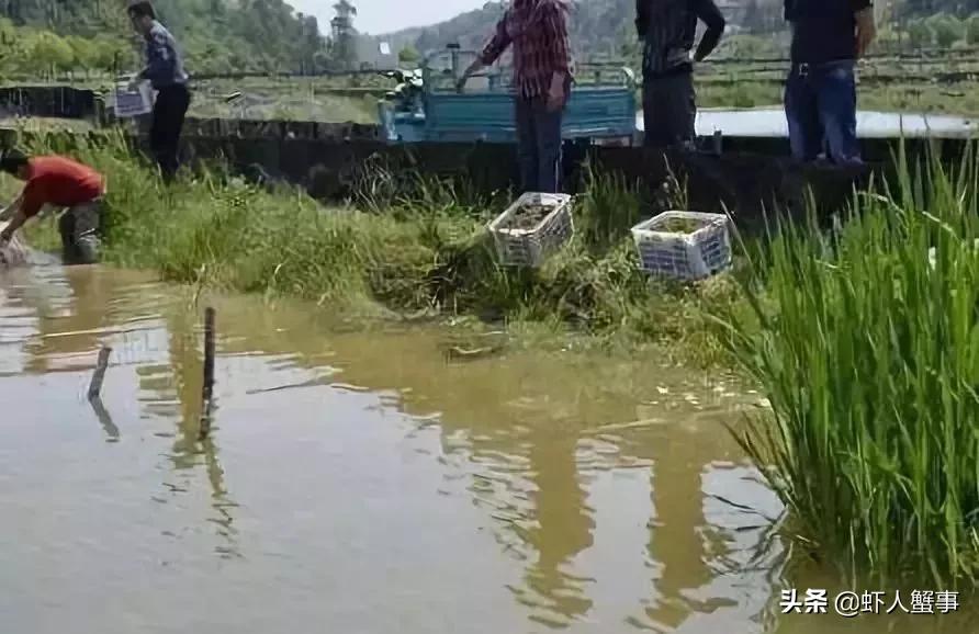 养殖小龙虾教程书,目前小龙虾养殖技术