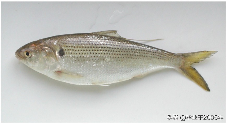 辽宁的水产品有哪些,辽宁常见的鱼