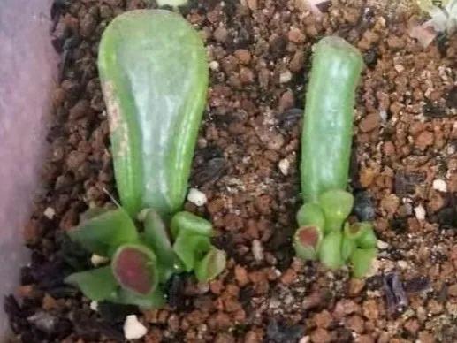 扦插花的养殖方法和技巧,养花扦插有妙招多肉