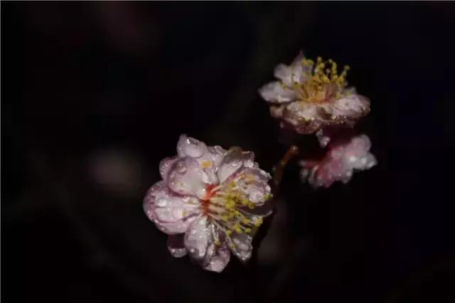 西法大青春力量,西法大