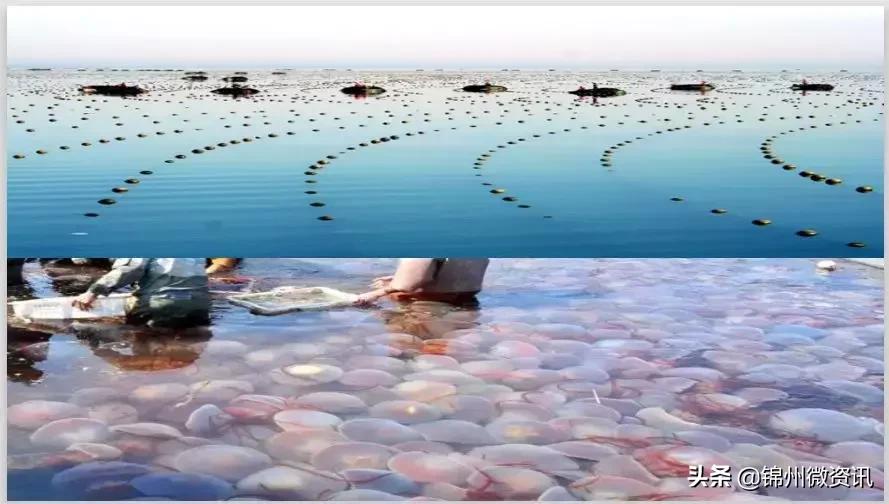 辽宁国家级示范区规划,辽宁凌海农业发展