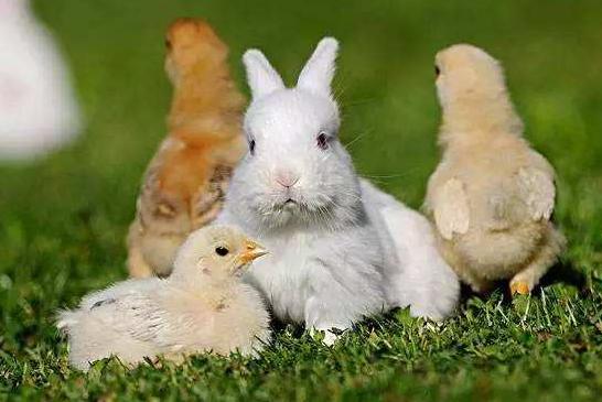 澳洲兔子能维持多少年,澳洲兔子泛滥为什么不抓来吃