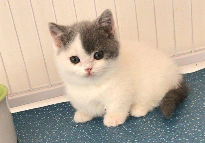 猫咪乱拉乱尿是报复主人吗,猫咪报复性乱尿的症状