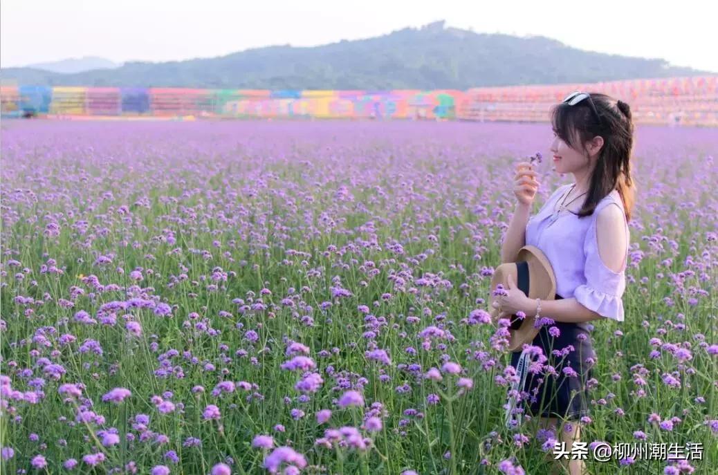 柳州哪里有免费花海,柳州花海紫荆花真实视频