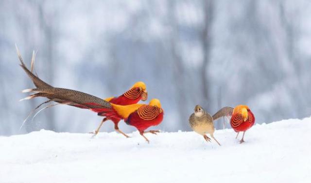 山西老汉意外在山上捡到金凤凰,老农在深山发现金凤凰