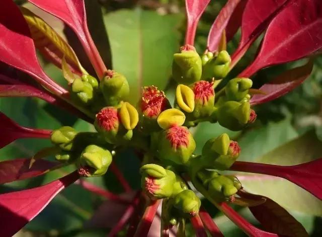 常见100种花卉介绍图片,四个季节开花的植物花卉有哪些