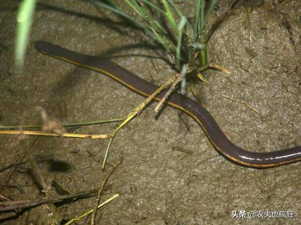 晚上野河抓黄鳝的正确方法,稻田里抓黄鳝钓黄鳝