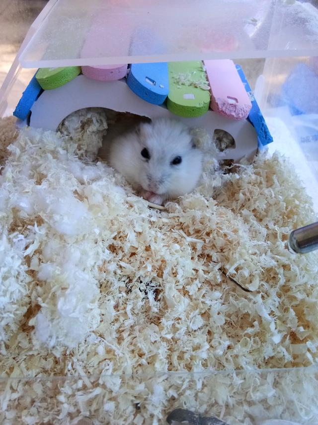 仓鼠的饲养方法及生活习性,仓鼠如何养得又大又肥