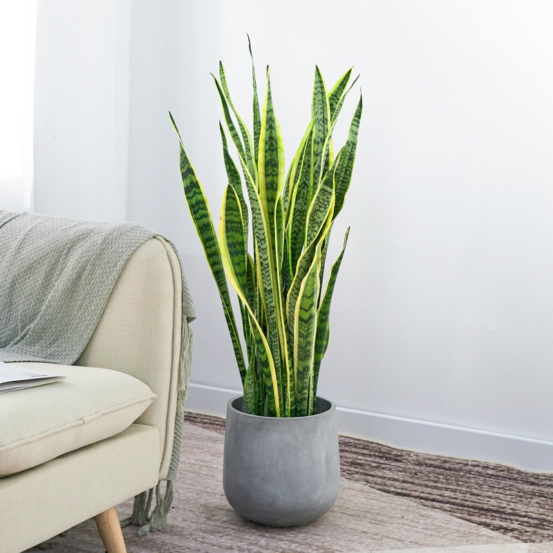 100种绿植大全,50种盆栽绿植花卉大全