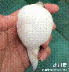 男子吃这鱼中毒，医生：无解药！曾有人误食身亡