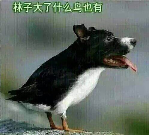 社会犹如一条船,社会就像一个丛林