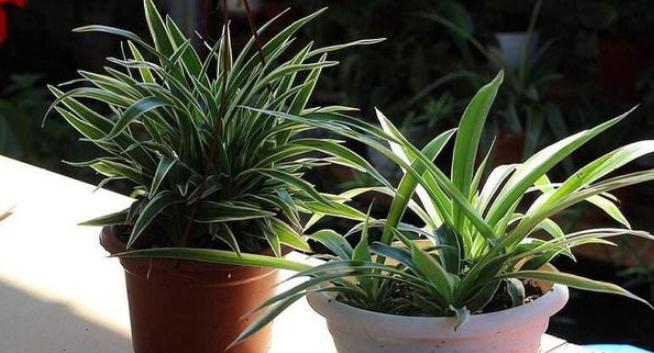 什么花可以放在卧室内养,什么花能净化空气适合在室内养