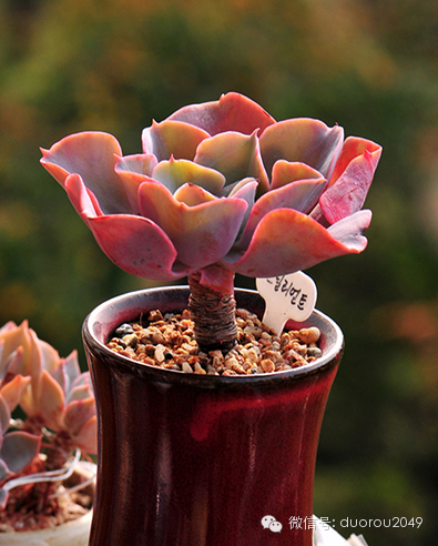 适合云南养的多肉,云南露养最好养活的多肉