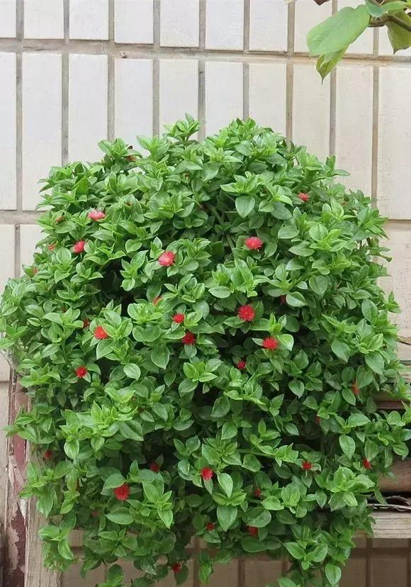 人养花花养人下句,什么花好养活又好看还可以吃的