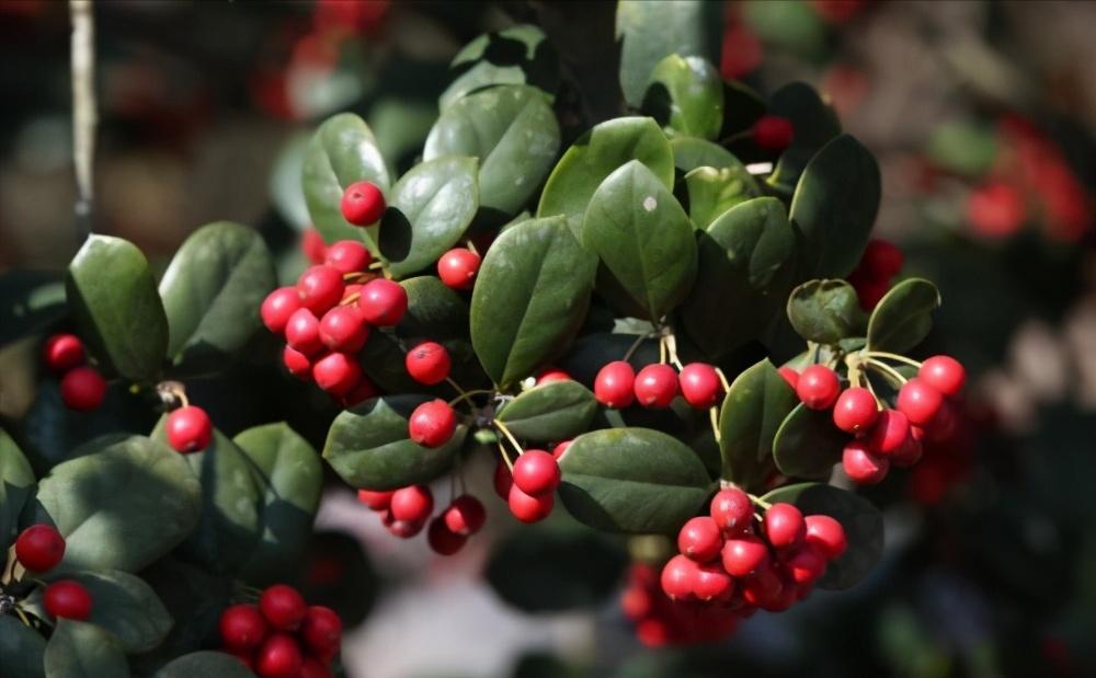 种植致富树的成功案例,农村创业种植什么树赚钱