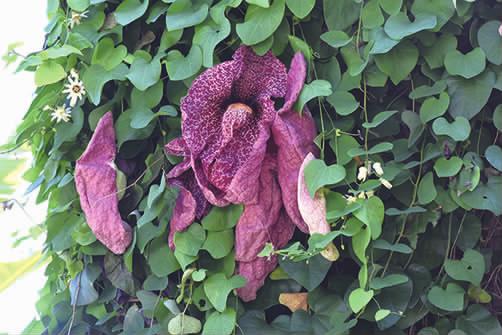 马兜铃科马兜铃属植物柔毛马兜铃,马兜铃目植物