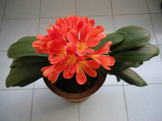 君子兰种子出芽了什么时间移苗,君子兰熟果种植方法