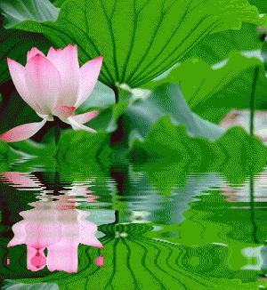 南飞雁古筝原唱,南飞雁答友人