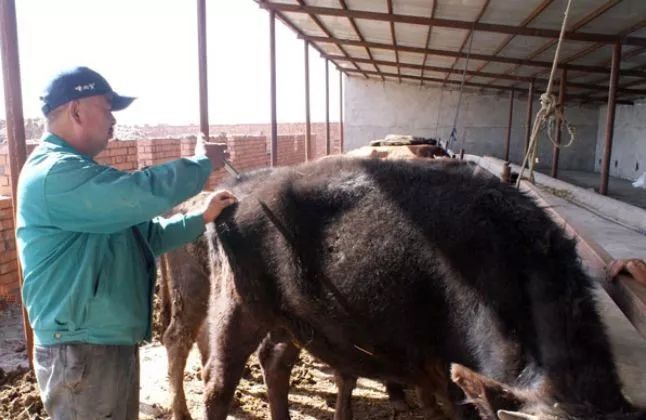 肉牛体温低如何治疗,肉牛牛犊发烧怎么治疗