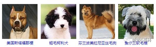 狗狗品种分类大全,狗狗品种鉴定