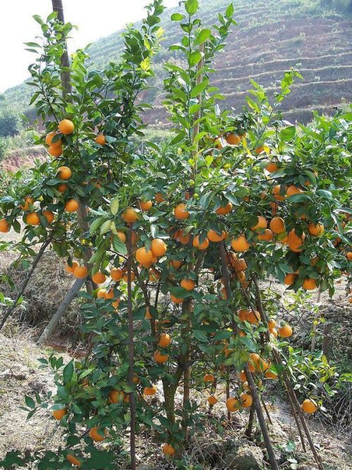 皇帝柑种植方法与技术,皇帝柑怎么自己种