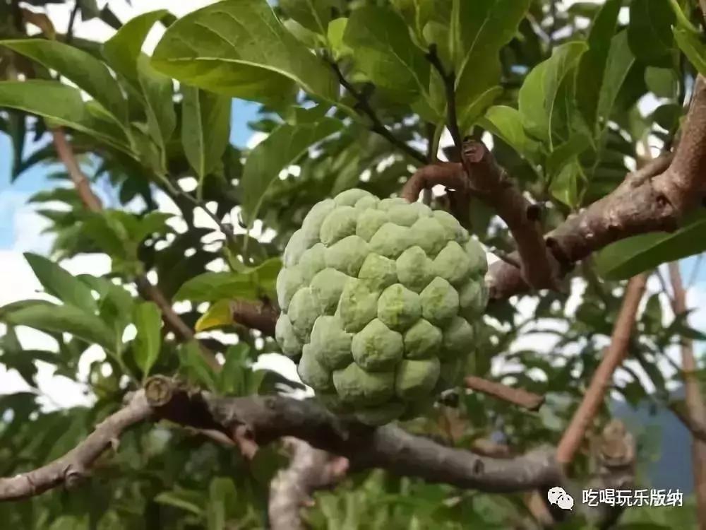西双版纳这些奇特的水果,作为吃货的你都吃过哪些