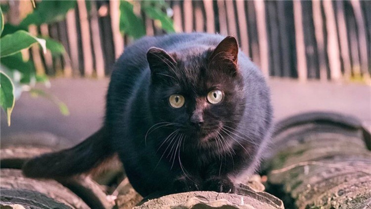怎么规定猫一日三餐的时间,猫咪的三餐如何分配
