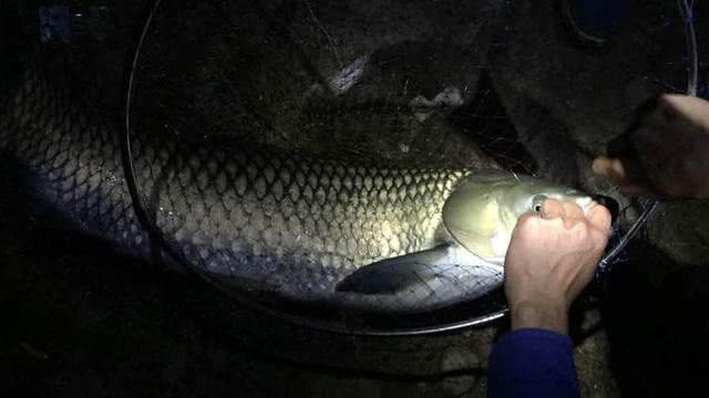 草鱼受伤怎么恢复,10斤草鱼手指受伤