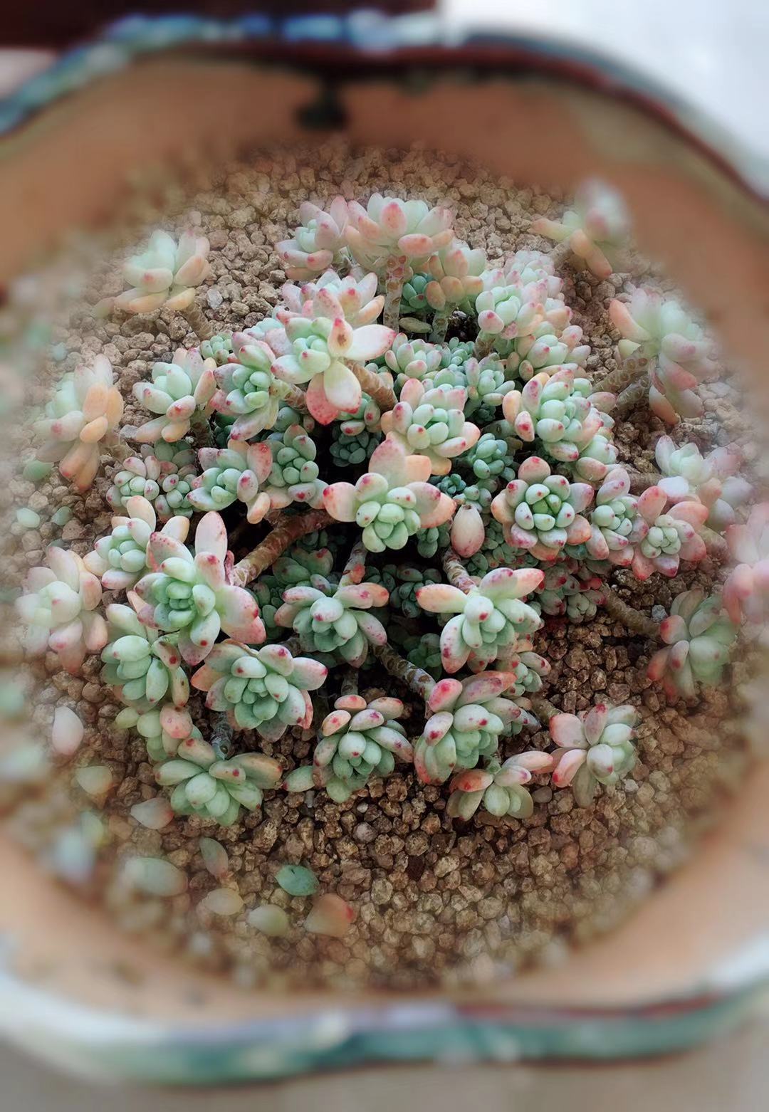 夏天劳尔徒长叶薄怎样养护,劳尔的养护