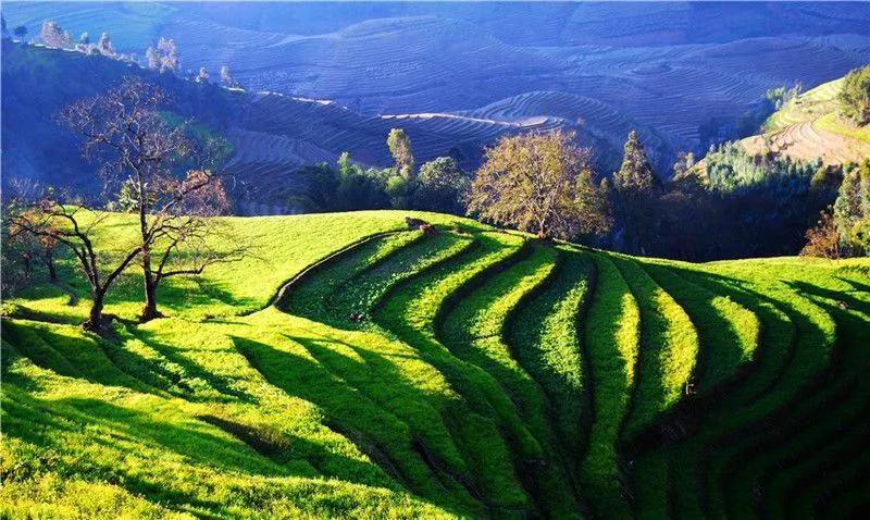 探寻世外桃源,凤庆滇红茶景区