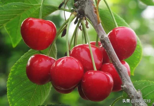 樱桃小柿子温室大棚高产栽培技术,温室大棚一根棍樱桃栽培模式