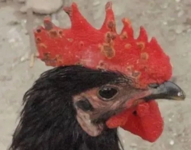 鸡痘要怎么治疗才能好,什么是鸡痘怎么治疗