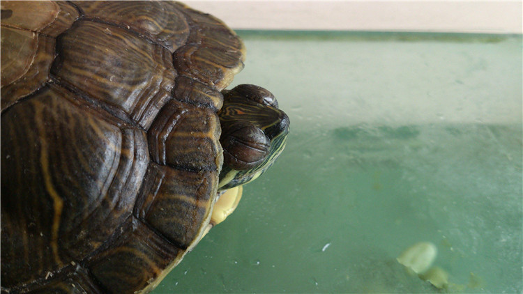 乌龟可以多久不进食,新买回来的乌龟不进食怎么办
